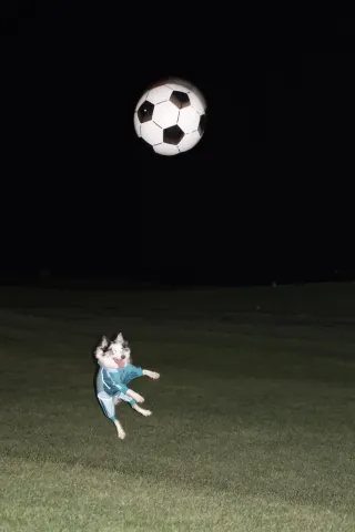 子犬はもちろんアカラに来なければならない🟩