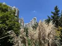 無懼秋老虎,打卡「千樹」之城,歷史的變遷,不定期更新