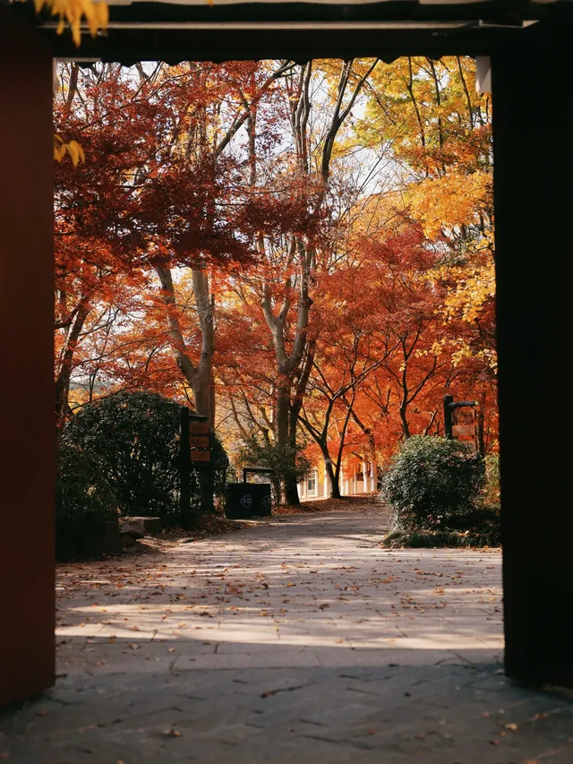 12.6共青森林公園橙黃橘綠時(附路線) 12.6共青森林公園橙黃橘綠時(附路線)