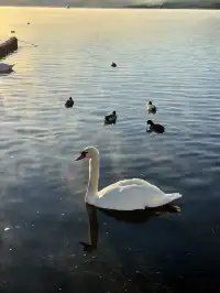 12.7實況live早起會被富士山獎勵粉色日出