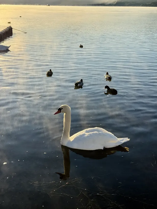 12.7實況live早起會被富士山獎勵粉色日出 12.7實況live早起會被富士山獎勵粉色日出