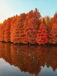 南京秋日封神路線燕雀湖+梧桐大道+美齡宮