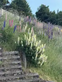 誰懂啊!在新西蘭坐上蒸汽船,像闖進童話世界