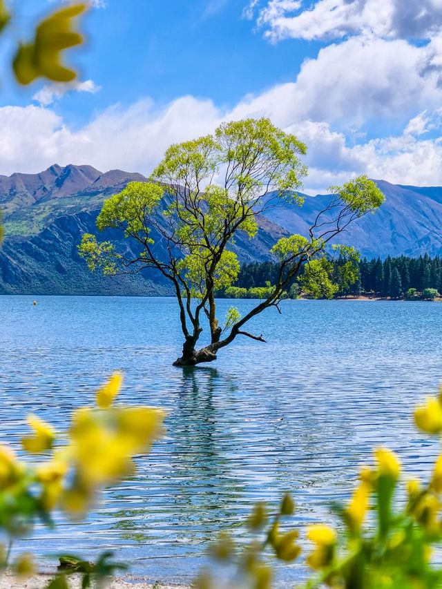 新西蘭自由行不踩坑！中文訂製包車隨心玩