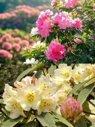 貴州百里杜鵑｜2026年ナニー級花見攻略（3〜4月必見）