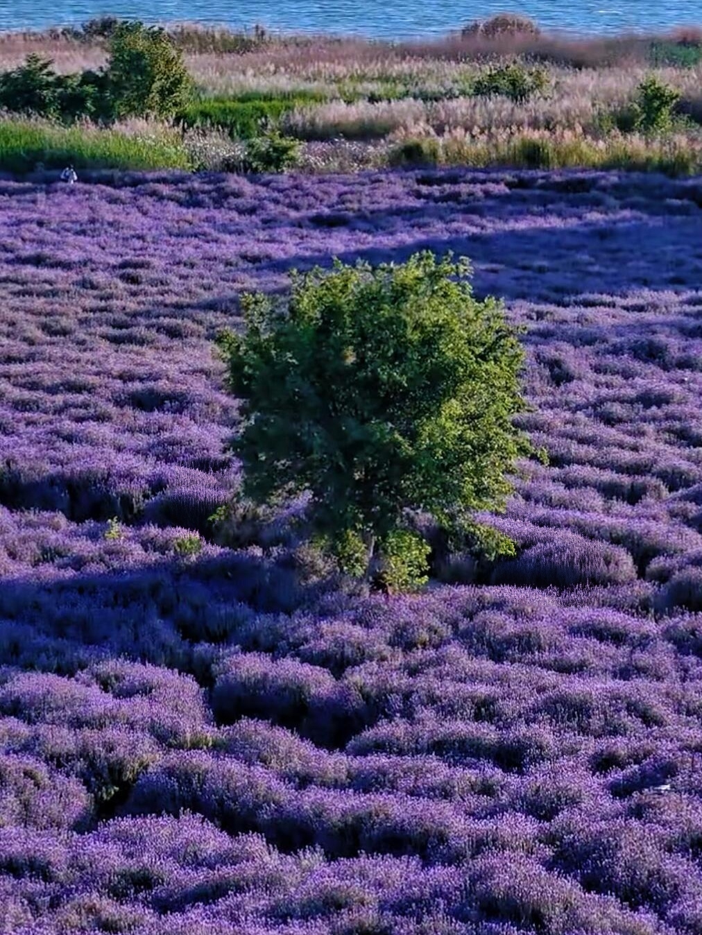 Kunming's Spring and Summer Exclusive Purple Romance|More Than Just Jacaranda, This Lavender Sea Is Even More Enchanting💜

When it comes to Kunming's purple romance, many people immediately think of the city filled with flying jacaranda flowers. Little do they know, in this Spring City, there is another dreamy secret spot that continues to write a gentle poem unique to spring and summer. As the jacaranda blooming season gradually comes to an end, a fragrant and romantic lavender sea is in full bloom, bringing the charm of French countryside to the shores of Dianchi Lake.

📍 Purple Day Lavender Manor is located beside the Chenggong Dianchi Greenway, and it is also a lavender field very close to Kunming city center, making it very convenient for travel and sightseeing. Looking out, the continuous deep purple flower spikes spread layer upon layer. When the breeze passes, the waves of flowers gently sway, instantly filling the atmosphere with a strong sense of romance. Above is a clear blue sky with soft white clouds, beside you is the fragrant sea of flowers, and not far away the shimmering surface of Dianchi Lake reflects the lake and flower sea in harmony. It feels like stepping into the romantic countryside of southern France in an instant. The beautiful scenery touches the heart and leaves one intoxicated.

Here are some practical photo tips to easily capture atmospheric shots: choose a pure white long dress for your outfit; the pure color tone paired with the rich purple flower sea acts like a natural reflector, effortlessly capturing the French countryside style. The best time to shoot is after 4:30 PM when the sunlight becomes soft and warm, avoiding harsh overhead light. After photographing the flower sea, you can also wait for a beautiful lakeside sunset, unlocking two stunning scenes at once. The park also features trendy windmills, playful wooden cabins, and other unique decorations with distinctive shapes, making every casual shot a high-quality phone wallpaper.

In Kunming, where spring and summer transition, romance is never absent. As the jacaranda on the streets slowly withers, this purple flower sea still blooms passionately, continuing the romantic atmosphere of the entire city. Take advantage of the good weather, invite friends and family to travel together, head to the Lavender Manor by Dianchi Lake, immerse yourself in the purple flower sea, and collect this gentle and healing early summer scenery of the Spring City.

