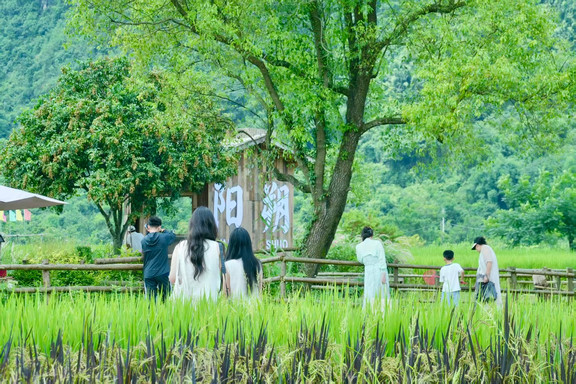 一尺稻田咖啡 参考图 4