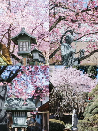 小江戶川越+秩父治癒之旅