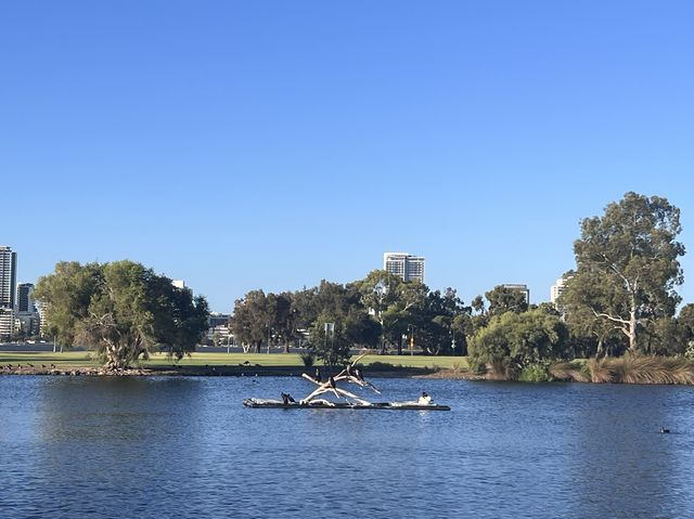 Lake Douglas, Swan Canning Riverpark😎📸🤩