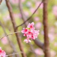 香港櫻花園🌸cherry blossom garden in Hong Kong🇭🇰 