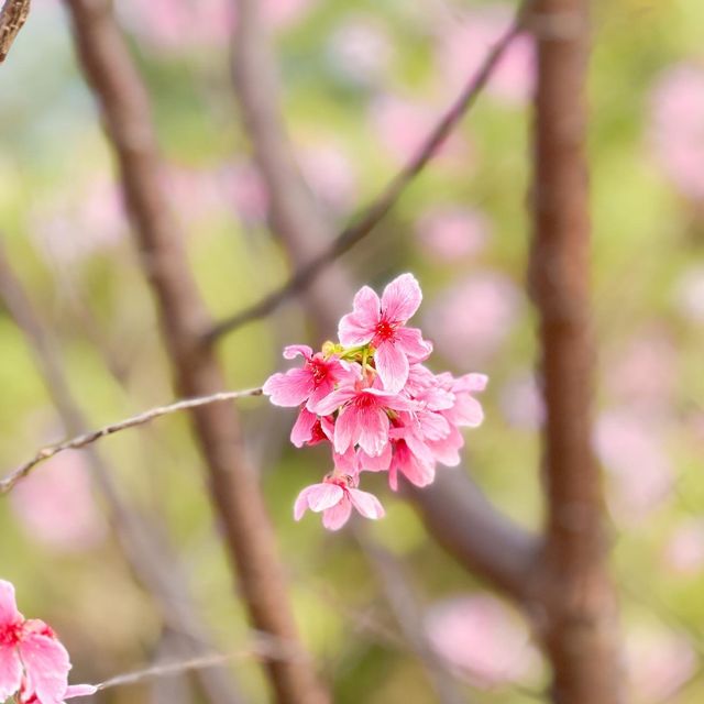 香港櫻花園🌸cherry blossom garden in Hong Kong🇭🇰 