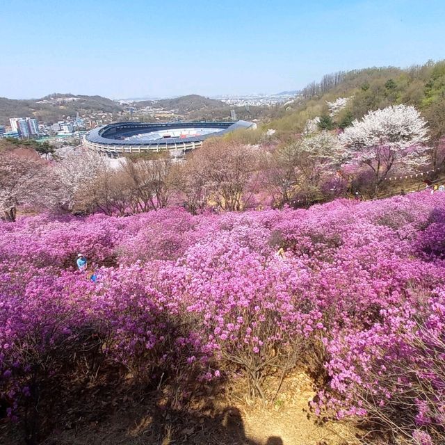 벚꽃말고  진달래축제 가장 편하게 보는법