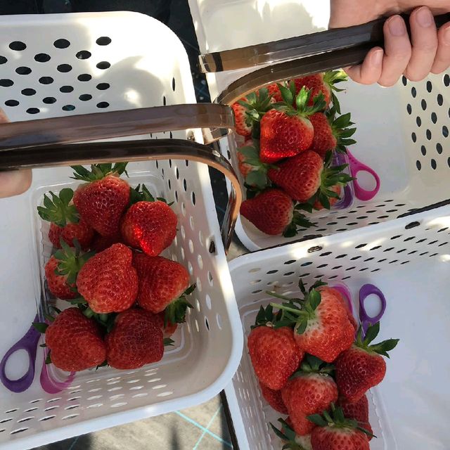 越後湯澤🍓村🤳任食🍓😍