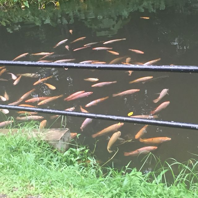 Zoo taiping 