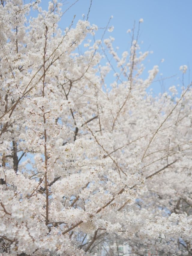 벚꽃 명소 🌸 서울에 석촌호수가 있다면 수원에는 만석공원!  