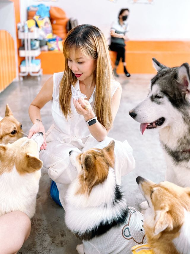 Let’s cuddle with the cutie butt Corgis 🐶
