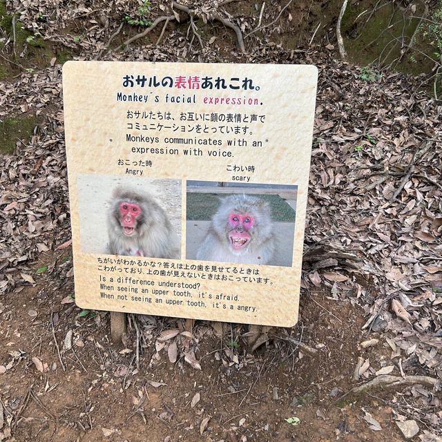 Arashiyama Monkey park- Nice views