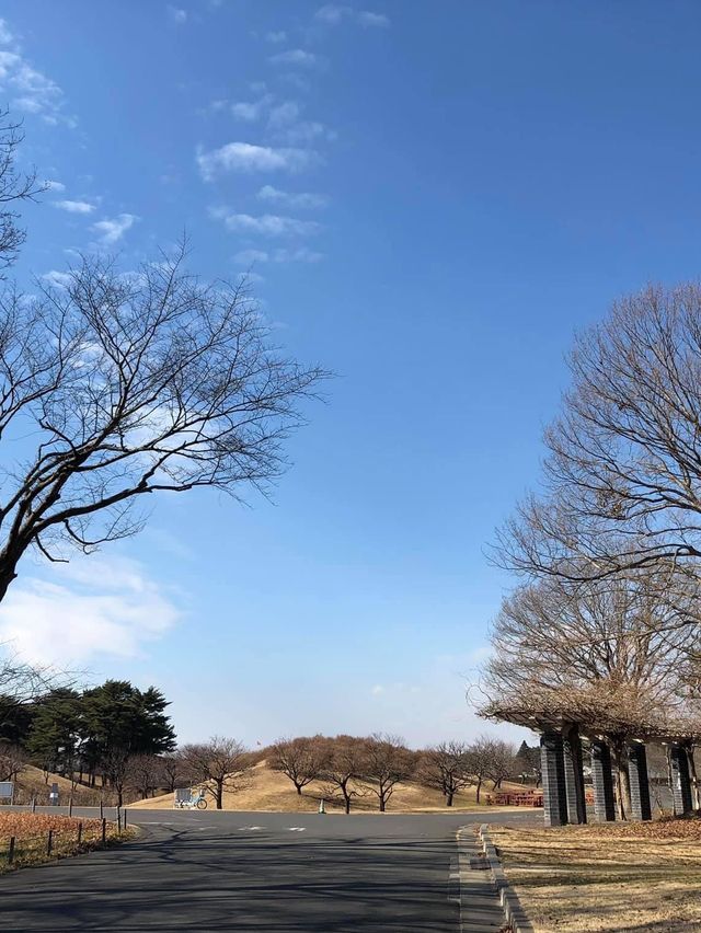 東京出發2小時景點🤪賞花必到‼️國營常陸海濱公園