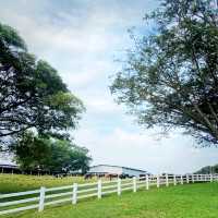 Enjoy The Visit To This Cattle Farm 🐄