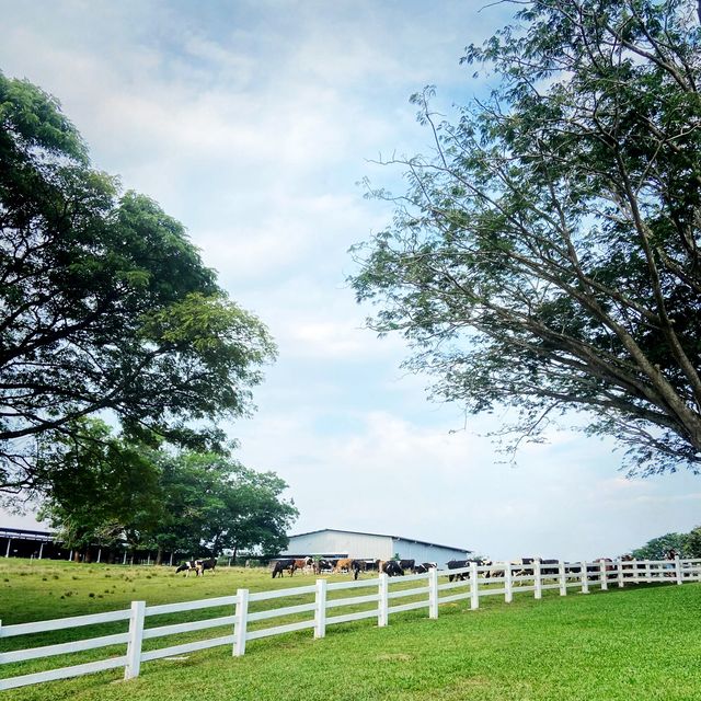 Enjoy The Visit To This Cattle Farm 🐄