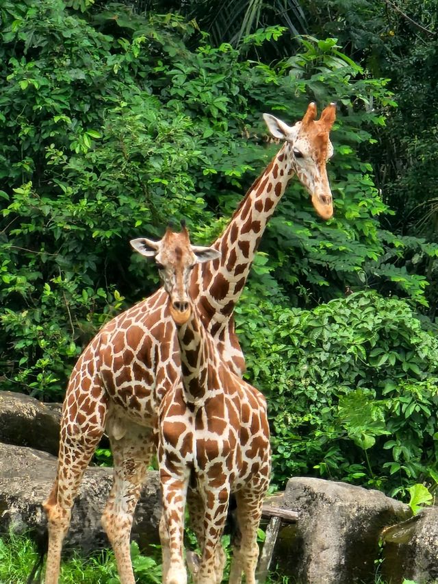 Adventure at Zoo Negara!