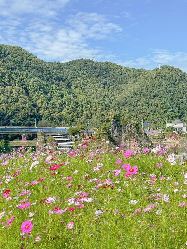 황화코스모스 물결 가득 찬 단양🌼💛