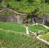 Amazing Rice Field Bali