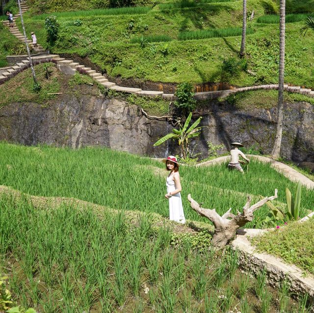 Amazing Rice Field Bali