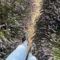 MUST Visit 🇬🇧 Hitchin Lavender Farm
