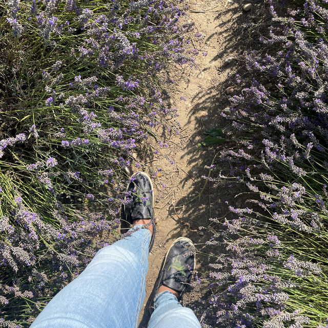 MUST Visit 🇬🇧 Hitchin Lavender Farm