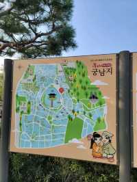 빅토리아연꽃이 한창인 부여 궁남지🪷