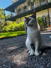 The Hemingway Home and Museum 