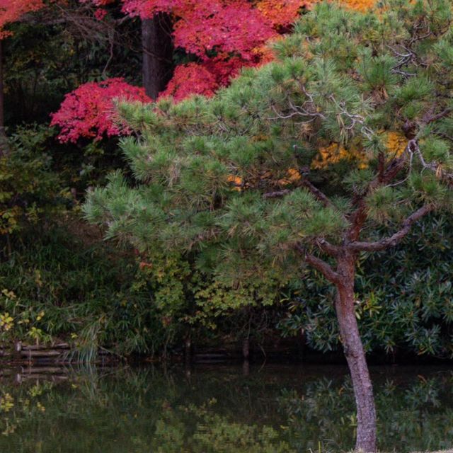 原千寺 🏯🌿和諧日式庭院的靜謐🍃🌸