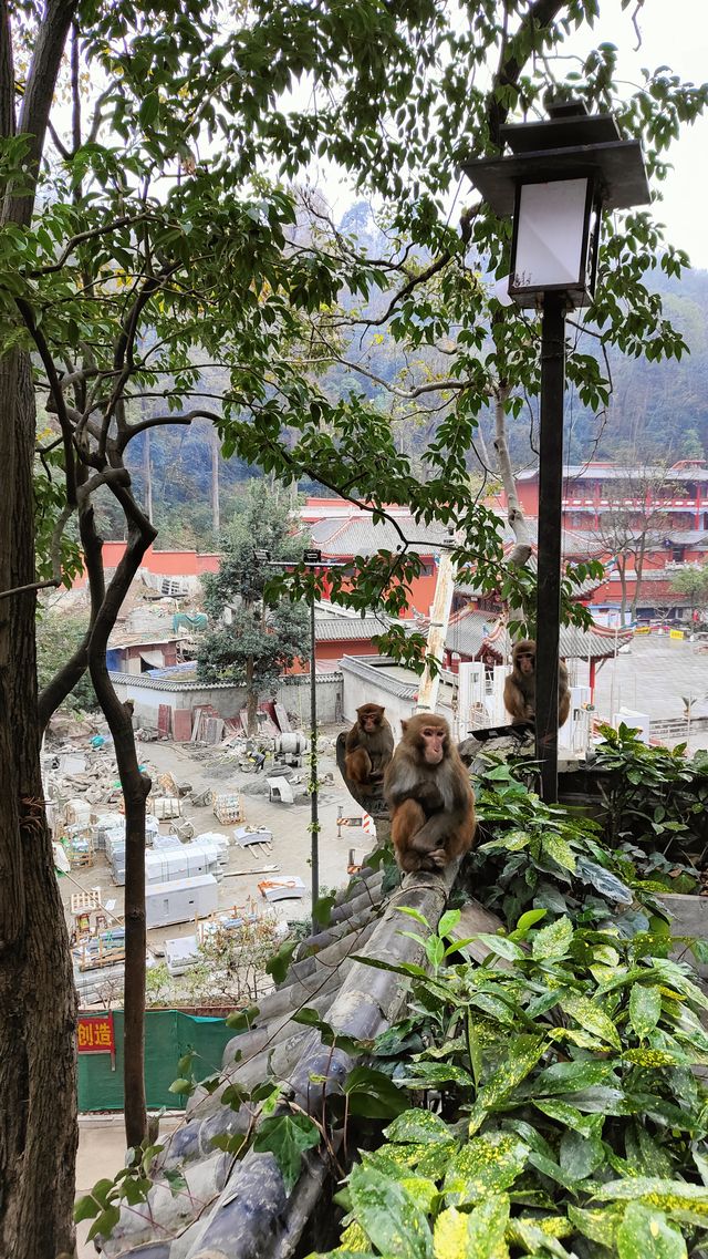 Guiyang - hills, forests and monkeys.