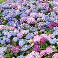 春暖花開~百花齊放~花團錦簇~爭相競艷