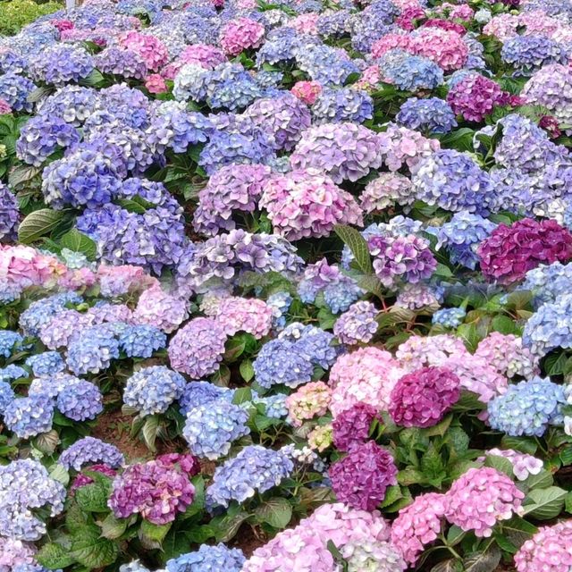 春暖花開~百花齊放~花團錦簇~爭相競艷