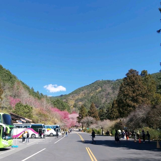 武陵農場 賞櫻花
