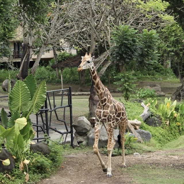 Great Safari park with lot of wildlife 