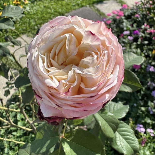 Taipei Rose Garden
