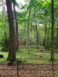 軽井沢の涼しい自然の中に佇む温かい教会🌲