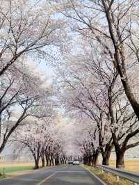 대구근교 벚꽃로드, 실시간 청도 벚꽃터널🌸