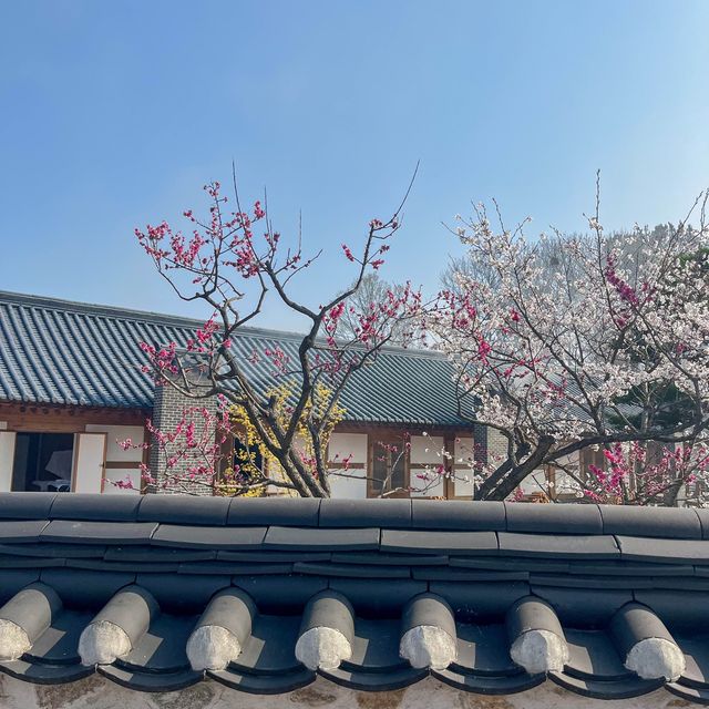 사람보다 벚꽃이 더 많은 공주 벚꽃 스팟모음🌸
