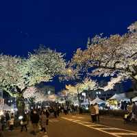 4年ぶりのひたちさくらまつり🌸