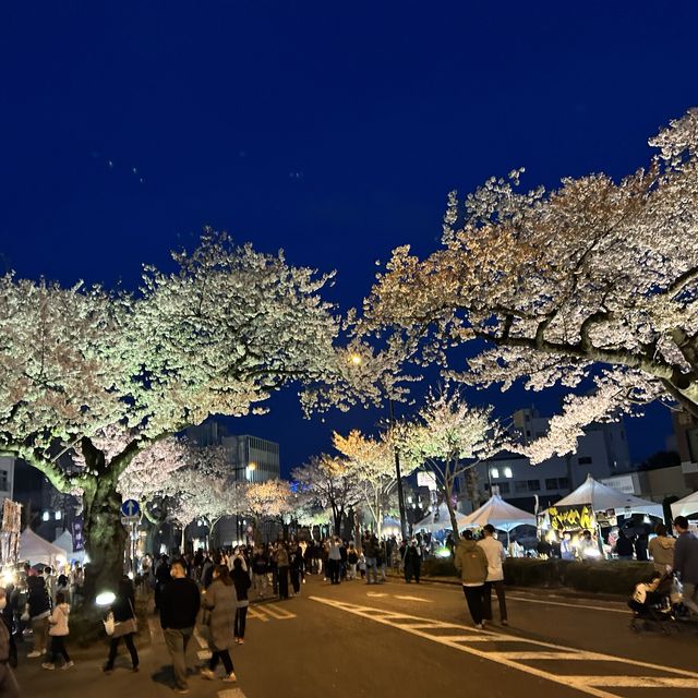 4年ぶりのひたちさくらまつり🌸
