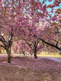 경주 불국사 겹벚꽃🌸엔딩은 이제 시작🩷