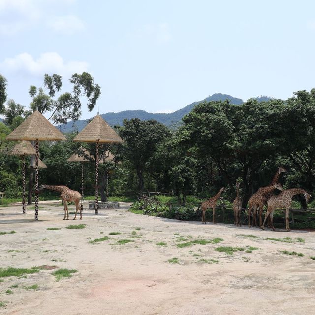 🦁 深圳野生動物園 | 親子好去處 🐼