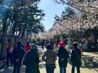 🇰🇷韓國｜釜山➰天然唯一海岸邊《海東龍宮寺》寧靜的心靈之旅