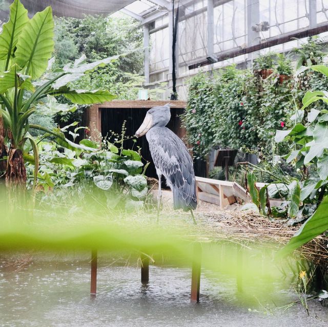 大人小孩都喜歡的神戶動物王國