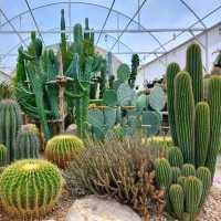 Chan Cactus Farm