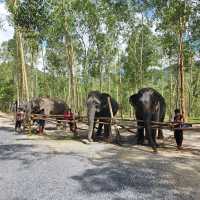 Elephat care park phuket